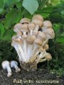 Candolleomyces leucotephrus-amf1586-1